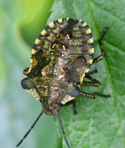 Réf. 343 302 : Pentatoma rufipes